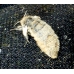 Vapourer Moth antiqua 10 larvae.